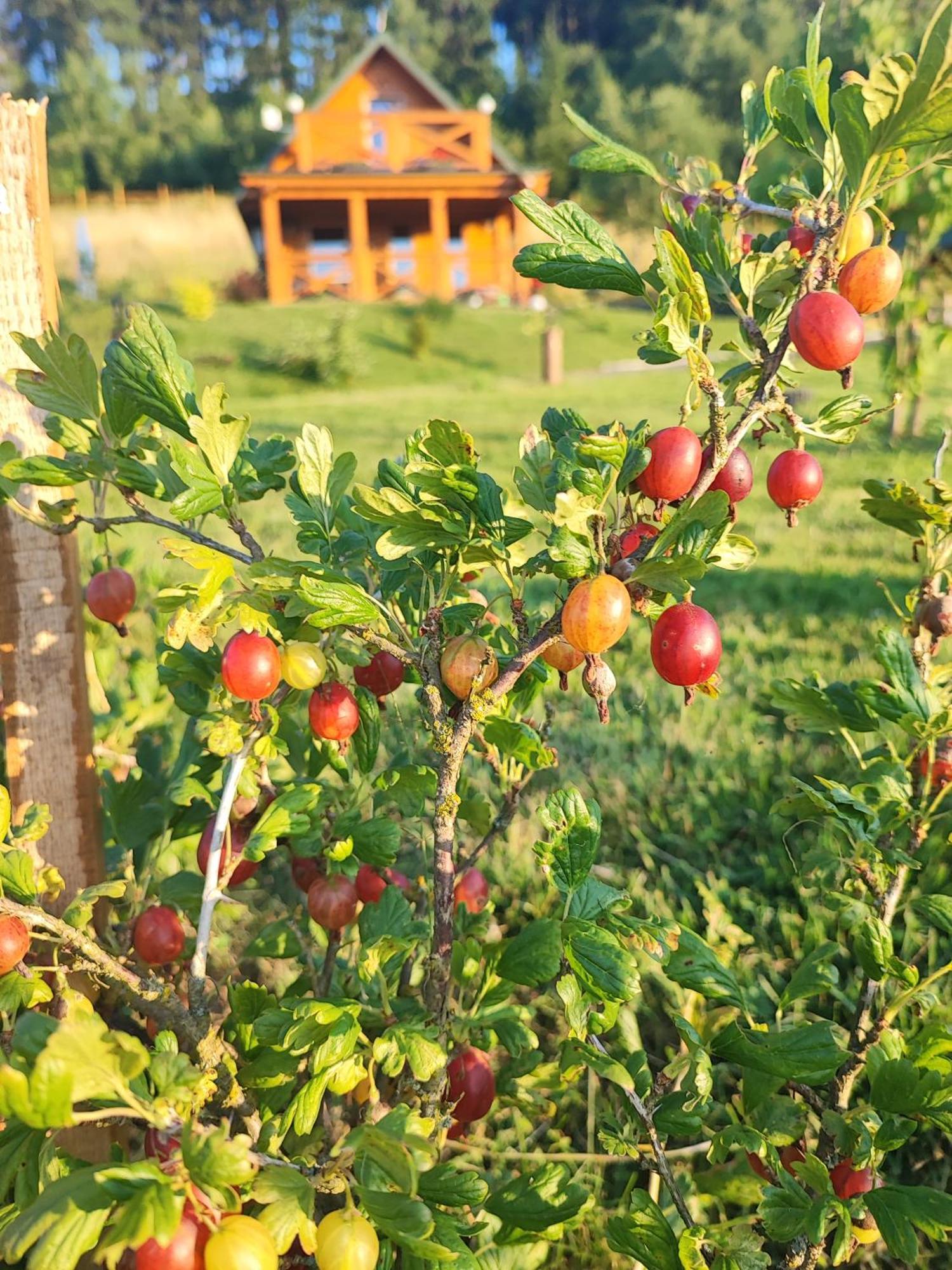 Marciszow Domki Kolorowe מראה חיצוני תמונה